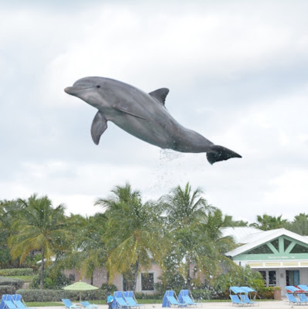 Meet your Posher, Boo